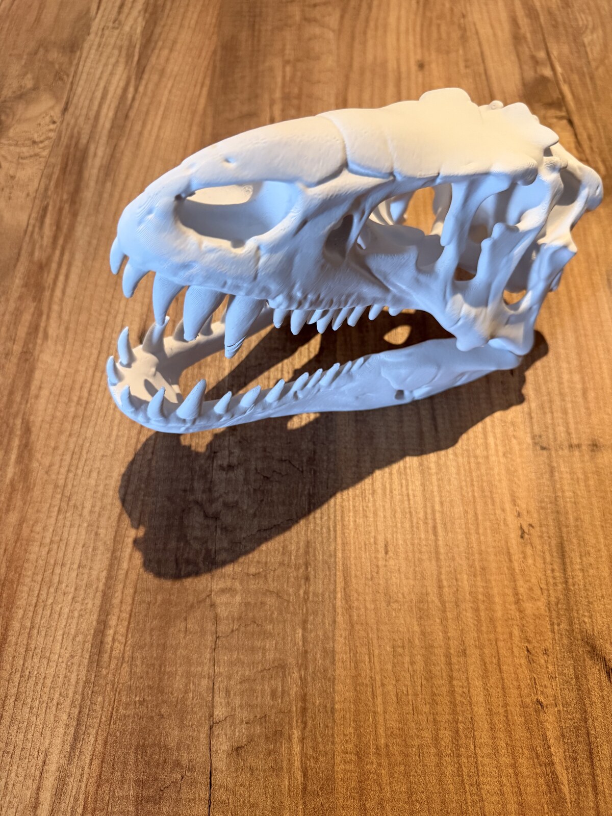 T-Rex Skull